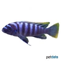 Sixstripe Cynotilapia Chewere (Cynotilapia zebroides 'Chewere')