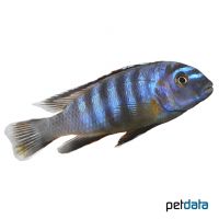 Sixstripe Cynotilapia Cobwe (Cynotilapia zebroides 'Cobwe')