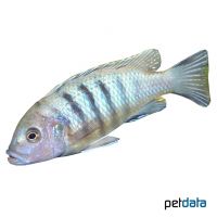 Sixstripe Cynotilapia (Cynotilapia afra)