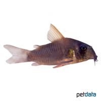 Slate Cory (Corydoras concolor)
