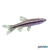 Slender Rasbora (Rasbora daniconius)