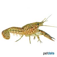 Slough Crayfish (Procambarus fallax)
