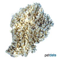 Small Polyp Stone Coral (SPS) (Acropora divaricata)