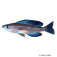 Smallscale Cichlid (Cyprichromis microlepidotus)