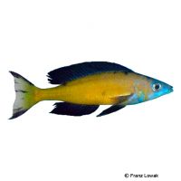 Smallscale Cichlid Kasai (Cyprichromis microlepidotus 'Kasai')