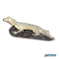 Smith's Green-eyed Gecko (Gekko smithi)