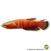 Snakehead Betta (Betta channoides)