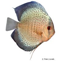 Snakeskin Discus (Symphysodon aequifasciatus var.)