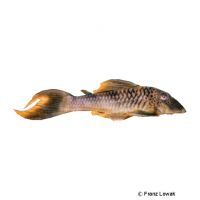 Snethlageae-Ancistomus L161 (Ancistomus sp. 'L161')