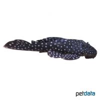 Snowflake Pleco (Baryancistrus niveatus)