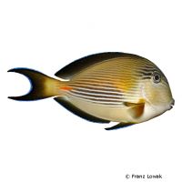 Sohal Surgeonfish (Acanthurus sohal)