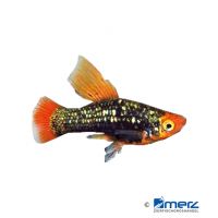 Solar Eclipse Hi Fin Variable Platy (Xiphophorus variatus var.)