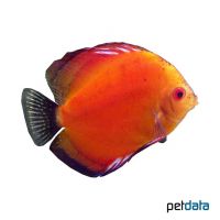 Solid Firered Discus (Symphysodon aequifasciatus var.)