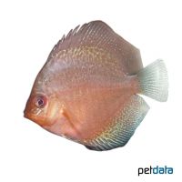 Solid Snake Discus (Symphysodon aequifasciatus var.)