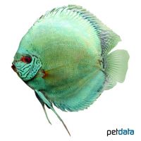 Solid Turquoise Discus (Symphysodon aequifasciatus var.)