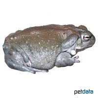 Sonoran Desert Toad (Incilius alvarius)