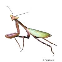 South American Green Mantis (Oxyopsis gracilis)