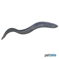 South American Lungfish (Lepidosiren paradoxa)