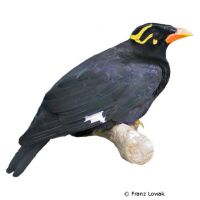 Southern Hill Myna (Gracula religiosa indica)