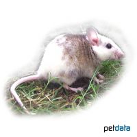 Southern Multimammate Mouse (Mastomys coucha)