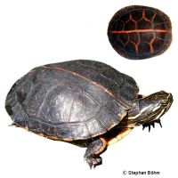 Southern Painted Turtle (Chrysemys picta dorsalis)