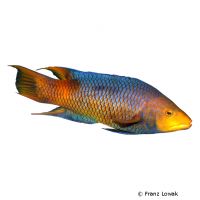 Spanish Hogfish (Bodianus rufus)