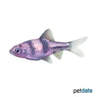 Spanner Barb (Barbodes lateristriga)