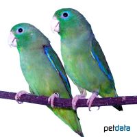 Spectacled Parrotlet (Forpus conspicillatus)