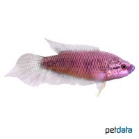 Spiketail Paradise Fish (Pseudosphromenus cupanus)