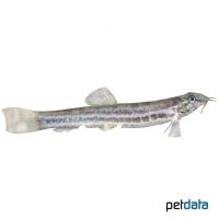 Spined Loach (Cobitis taenia)