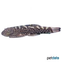 Spiney-headed Hillstream Loach (Gastromyzon ctenocephalus)