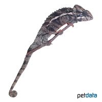 Spiny Chameleon (Furcifer verrucosus)