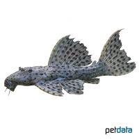 Spiny Monster Pleco (Pseudacanthicus spinosus)