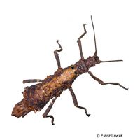 Spiny Sabah Stick Insect (Dares validispinus)