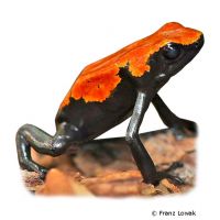 Splash-backed Poison Frog (Adelphobates galactonotus)