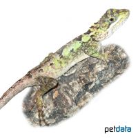 Splendid Mountain Lizard (Diploderma splendidum)