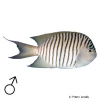 Spotbreast Angelfish (Genicanthus melanospilos)