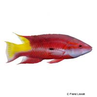 Spotfin Hogfish (Bodianus pulchellus)