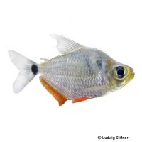 Spotlight Tetra (Tetragonopterus argenteus)