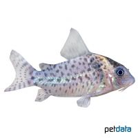 Spotted Corydoras (Corydoras ambiacus)
