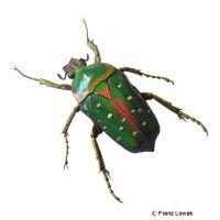 Spotted Flower Beetle (Stephanorrhina bella)