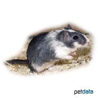 Spotted Gerbil (Meriones unguiculatus 'Spotted')