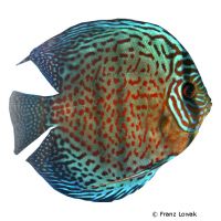 Spotted Leopard Discus (Symphysodon aequifasciatus var.)