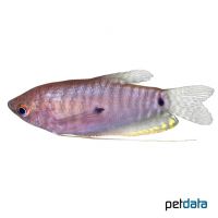 Spotted Lilac Gourami (Trichopodus trichopterus 'Lilac')