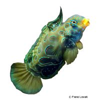 Spotted Mandarinfish (Synchiropus picturatus)
