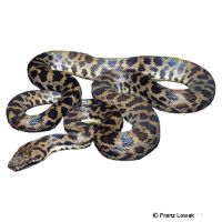 Spotted Python (Antaresia maculosa)