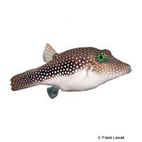 Spotted Sharpnose Puffer (Canthigaster margaritata)