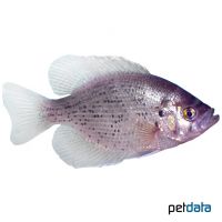 Spotted Sunfish (Lepomis punctatus)