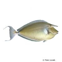 Spotted Unicornfish (Naso brevirostris)