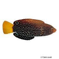 Spotted Wrasse (Anampses meleagrides)